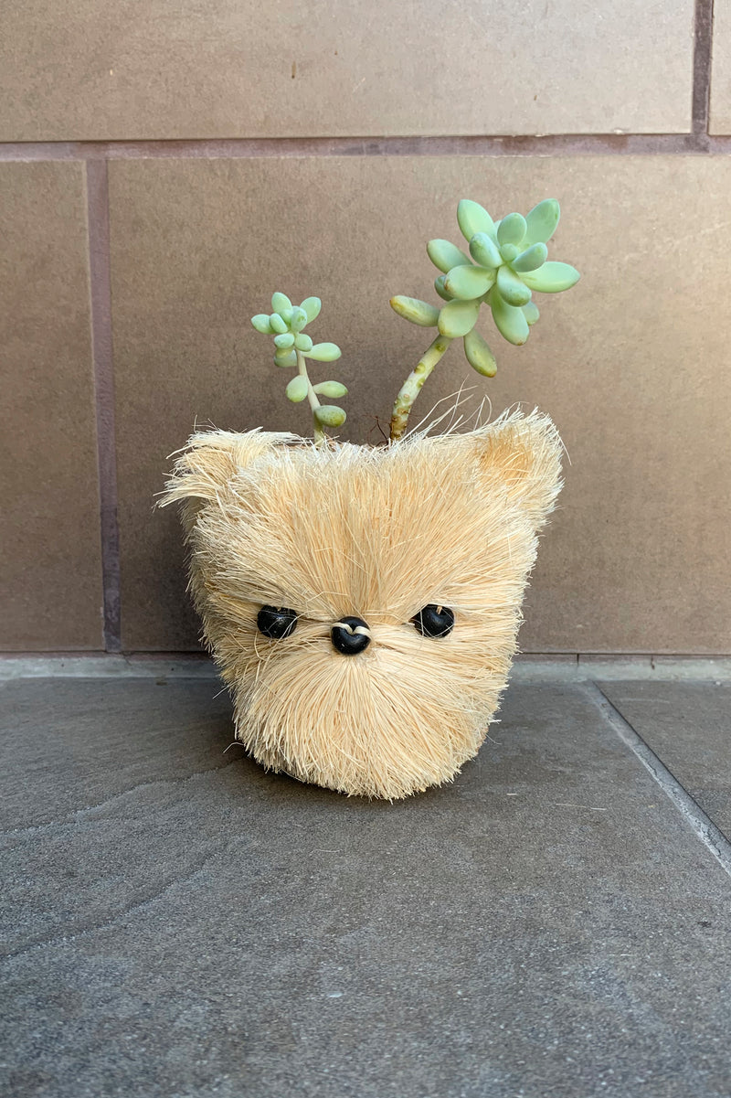 Sml Pomeranian, Handwoven Puppy Pot